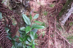 Bois maigre jeune - Nuxia verticillata- Stilbacée-M.IMG_1394