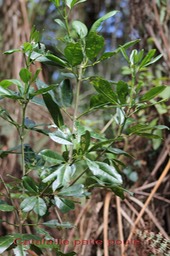 Catafaille patte poule ou grand Catafaille - Melicope obtusifolia- Rutacée - B