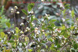 Change- écorce ou Goyave marron -Aphloia theiformis- I
