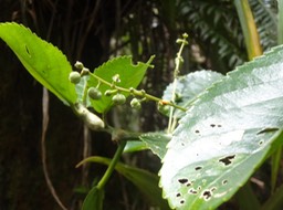 Claoxylon glandulosum Bois d oiseau Euphorbiaceae DSC08730