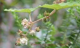 Fleurs du raisin marron- Rubus alceifolius - Rosacée - exo