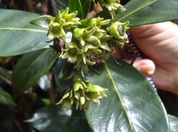 Gaertnera vaginata Losto cafe Rubiaceae Avt les fruits +DSC08699