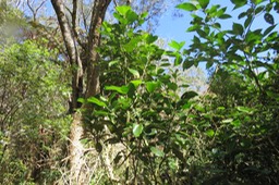 ??? Grand Bois d'oiseau - Claoxylon glandulosum - Euphorbiacée -B IMG_1372