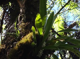 orchidée fleur DSC08741