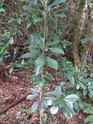 Pittosporum Bois de Joli coeur des Hauts Pittosporaceae DSC08767
