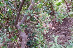 11 Embelia angustifolia - Liane savon - Myrsinaceae - Endémique BM