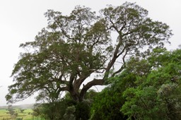 2 Acacia heterophylla Willd. - Tamarin des hauts - Fabaceae - Endémique La Réunion