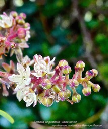 Embelia angustifolia .liane savon P1570789