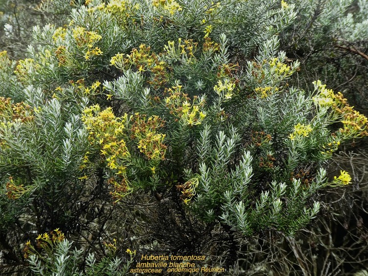 Hubertia tomentosa .ambaville blanc . asteraceae . endémique Réunion P1570650