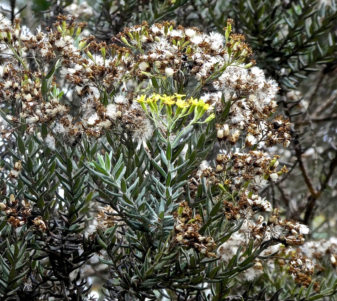 Hubertia tomentosa .ambaville blanche .asteraceae . endémique Réunion P1570647