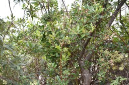 Liane savon - Embelia angustifolia - MYRSINACEAE - endémique Réunion, Maurice 