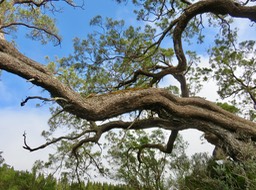 1. Le Tamarin Dodo - Acacia heterophylla Willd. - Tamarin des hauts - Fabaceae - Endémique La Réunion