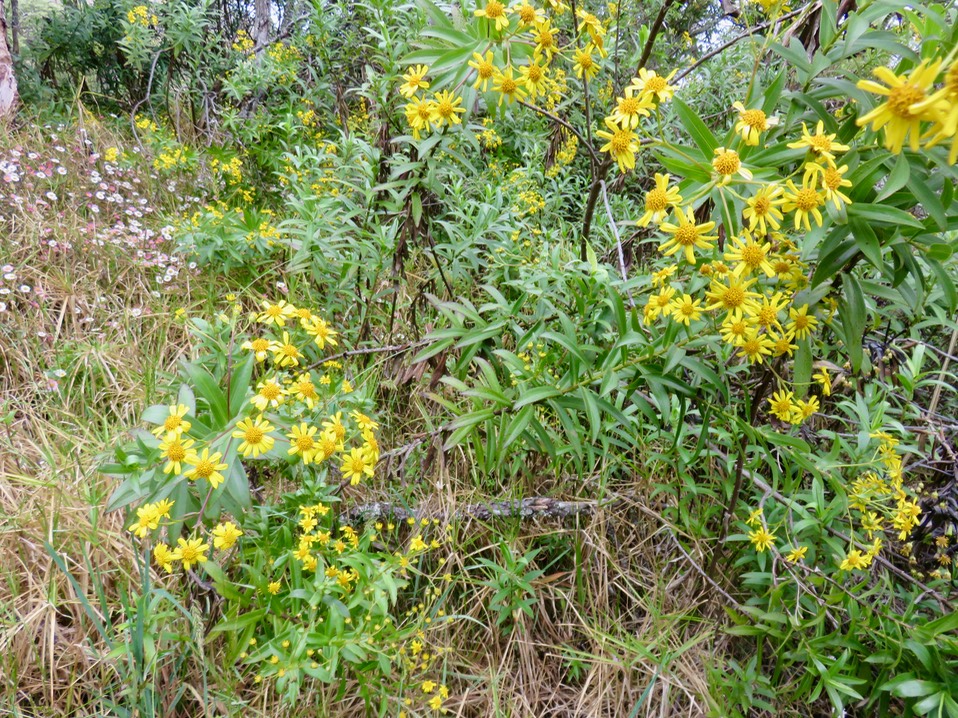 13. Faujasia salicifolia -  Chasse-vieillesse - Astéracée IMG_3383.JPG