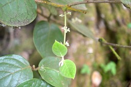 Monimia rotundifolia Mapou Monimiaceae Endémique La Réunion 6134