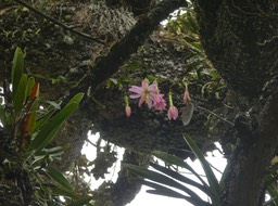 Passiflora_tripartita_Passiflore_banane_dans_Mahot_a_orchidees_PASSIFLORACEAE_Espece_envahissante_P1050457