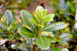 Sideroxylon borbonicum Bois de fer bâtard Sapotaceae Endémique La Réunion 6150