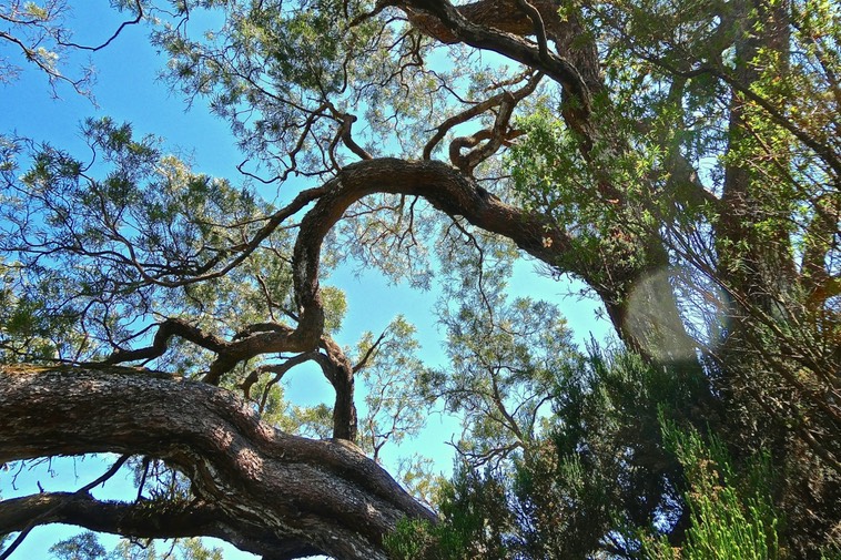 Acacia heterophylla .tamarin des hauts.endémique Réunion.P1021307