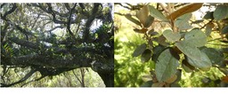 Dombeya ficulnea (couvert d'orchidées) - Mahot à petites feuilles - MALVACEAE - Endémique Réunion