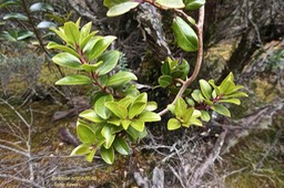 Embelia engustifolia .liane savon.myrsinaceae. endémique Réunion Maurice.P1021531