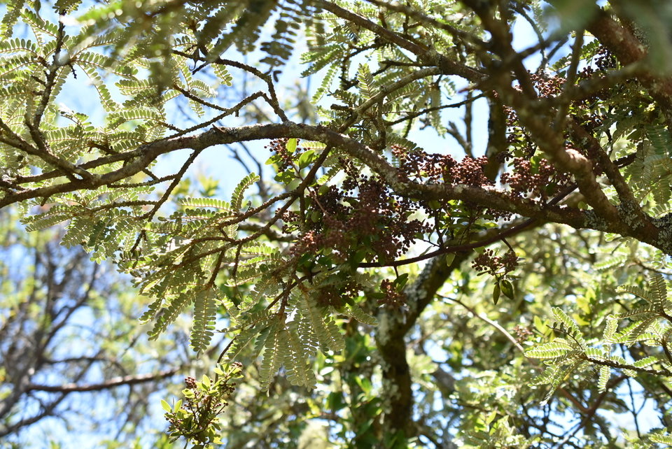 Embellia angustifolia - Liane savon - MYRSINACEAE - Endémique Réunion, Maurice