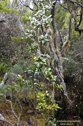 Embellia angustifolia.liane savon.myrsinaceae.endémique Réunion Maurice.P1021532