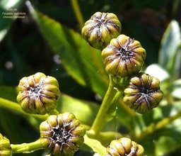 Faujasia salicifolia .chasse vieillesse .( fruits )asteraceae. endémique Réunion.P1021360