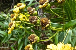 Faujasia salicifolia.chasse vieillesse.(avec fruits en formation. ) asteraceae.endémique Réunion.P1021469