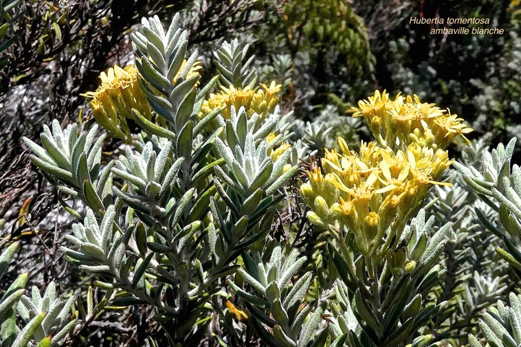 Hubertia tomentosa .ambaville blanche.asteraceae.endémique Réunion.P1021415