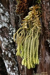 Huperzia ophioglossoides .fougère épaulette ( sur tronc de fleur jaune )lycopodiaceae.indigène Réunion. P1021535