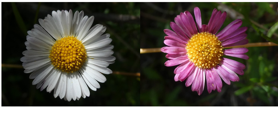 Marguerite folle, la fleur au centre jaune est d'abord blanche, puis devient rose en fanant