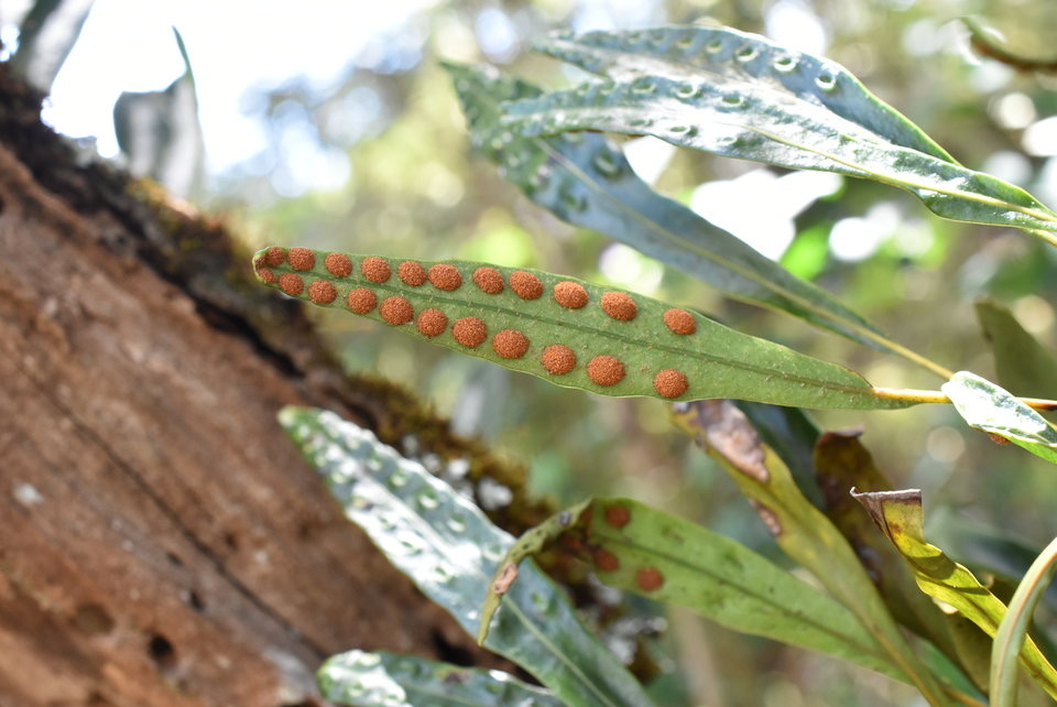 Pleopeltis macrocarpa - Fougère gros lentille - POLYPODIACEAE - Indigène Réunion