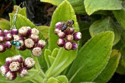 Psiadia anchusifolia .tabac marron.asteraceae.endémique Réunion.et butineuses P1021519