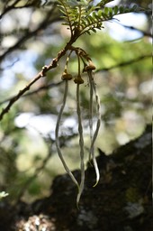 Sophora denudata (fruit) - Petit tamarin des hauts - FABACEAE - Endémique Réunion