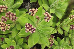 14 Psiadia enchusifolia en fleur