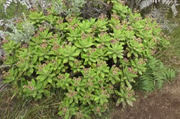 15 Psiadia enchusifolia en fleur 3