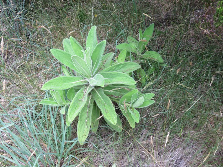 6 Psiadia enchusifolia