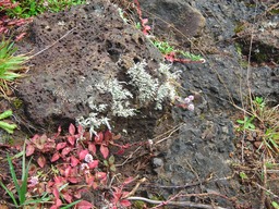 6 lichen et boules de Boissier