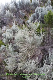 Branle blanc- Stoebe passerinoides - Astéracée et Branle vert - Erica reunionnensis - Ericacée - B