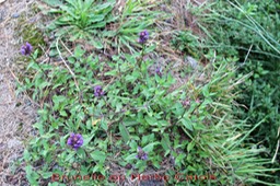 Brunelle ou Herbe Catois - Prunella vulgaris - Labiée - exo