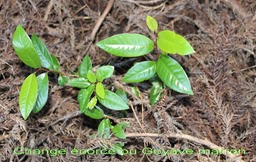 Change écorce ou Goyave marron- Aphloia theiformis - Aphloiacée- I