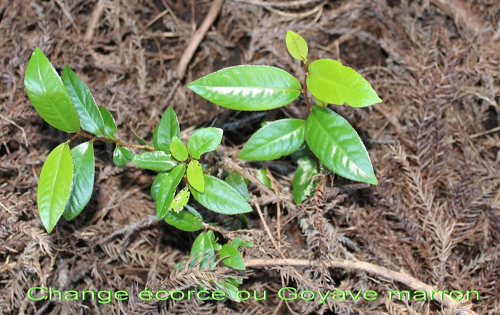 Change écorce ou Goyave marron- Aphloia theiformis - Aphloiacée- I