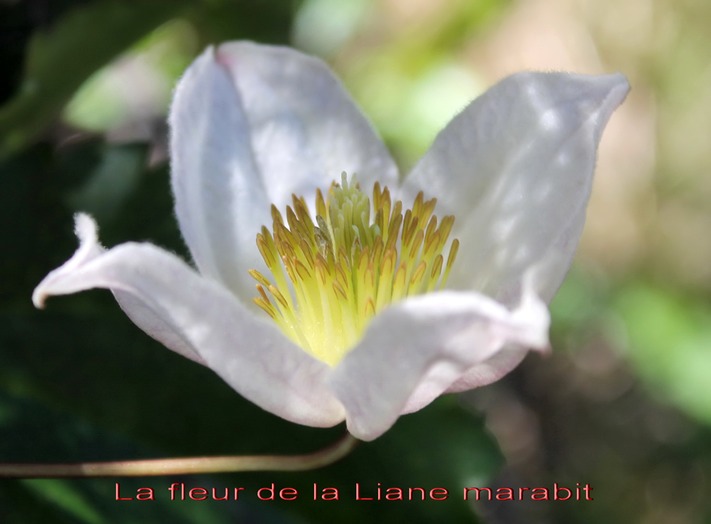 Fleur de la Clematite mauritiana
