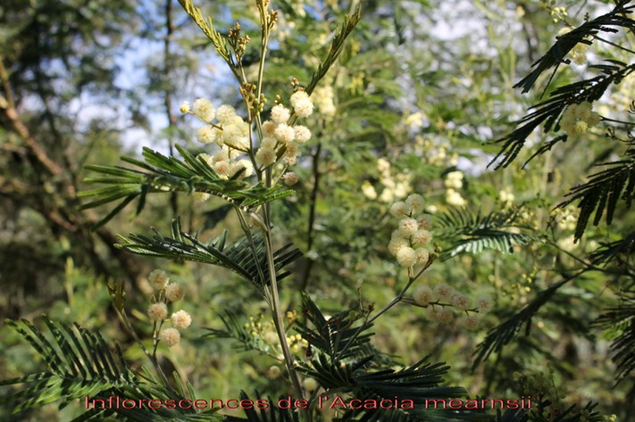 Inflorescences de l'Acacia mearnsii - Fabacée - exo