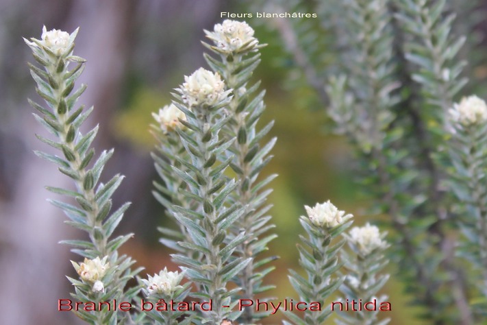 Inflorescences du Phylica nitida