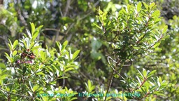 Liane savon - Embelia angustifolia - Primulacée - B