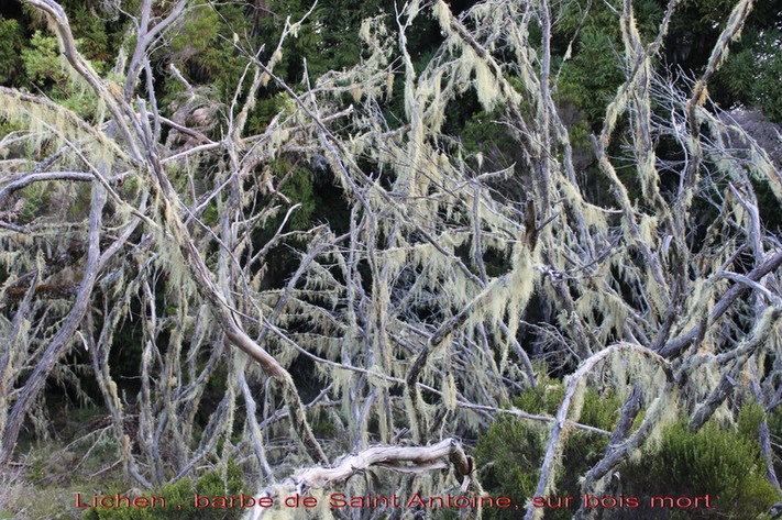 Lichen ( Usnée) sur bois mort