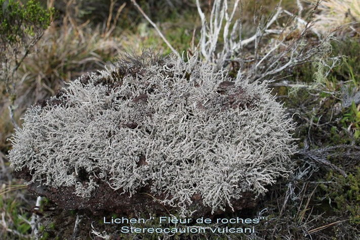 Lichen Fleur de roches - Stereocaulon vulcani