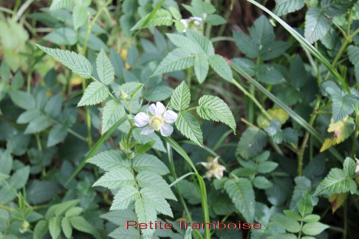 Petite framboise - Rubus rosaefolius - Rosacée - exo