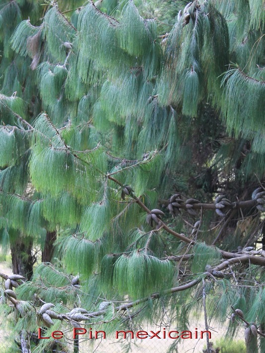 Pin mexicain - Pinus patula - Pinacée - exo