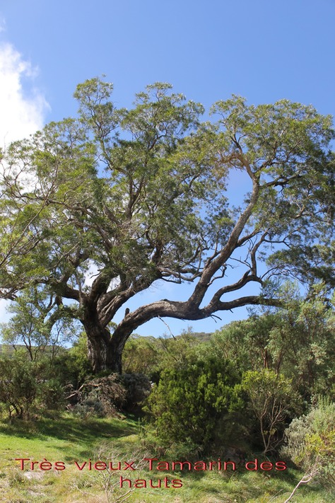 Tamarin des hauts- Acacia heterophylla - Fabacée - B